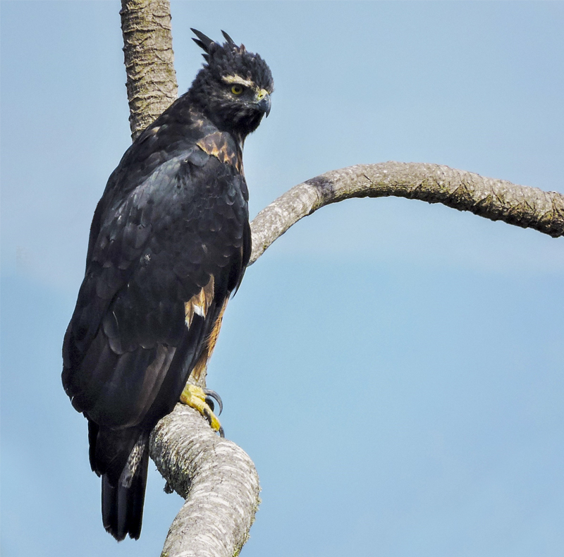 Black and Chesnut Eagle - Spizaetus isidori