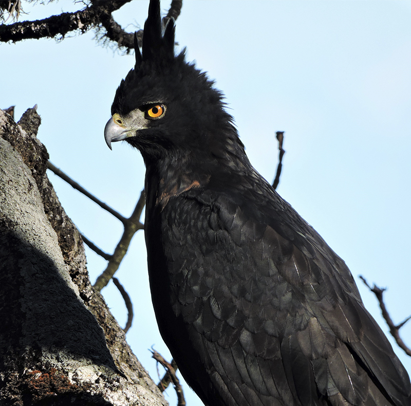 Black and Chestnut Eagle - Spizaetus isidori - Birding Tours