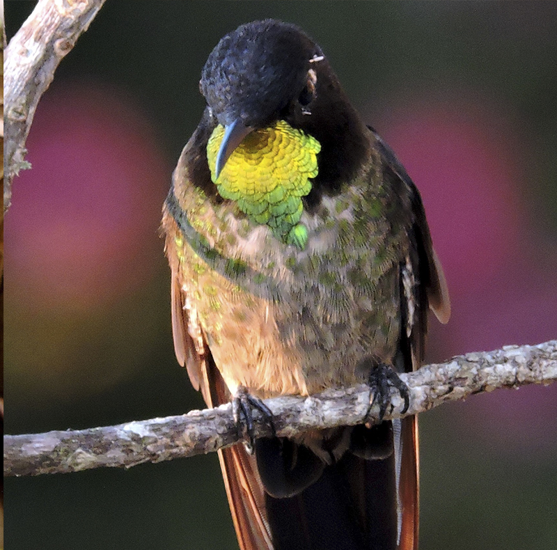 Black-backed Thornbill - Ramphomicron dorsale - Birding Tours