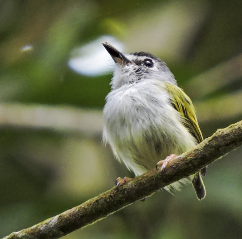 Black-capped Pygmy-Tyrant - Myiornis atricapillus - Birdwatching Colombia