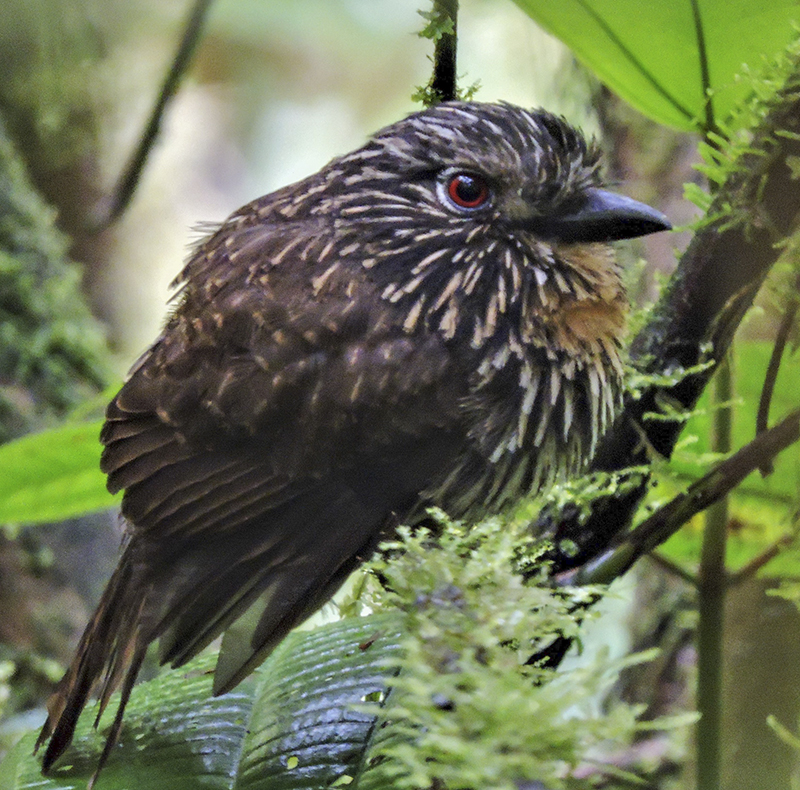 Black-streak Puffbird - Malacoptila fulvogularis