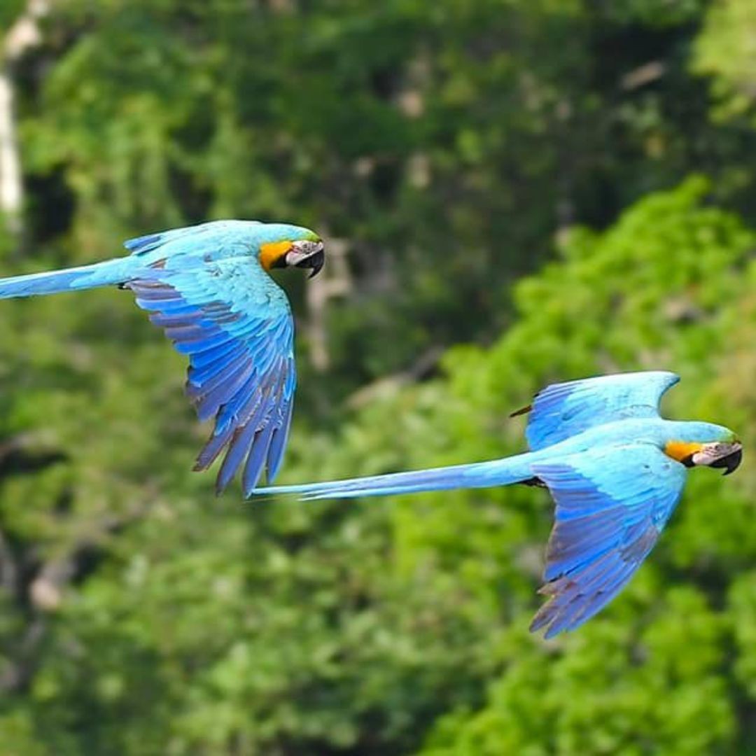 Blue and Yellow Macaws - Birds from Amazon Jungle