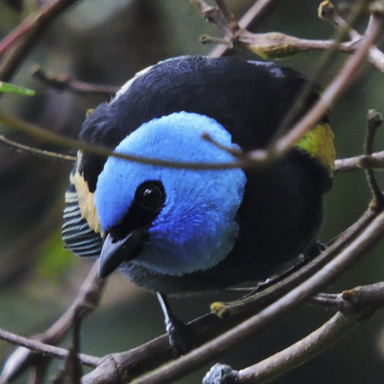 Blue-necked Tanager - Santa Maria