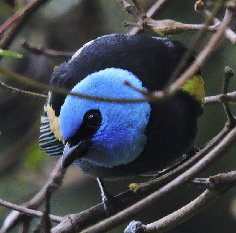 Blue-necked Tanager - Santa Maria