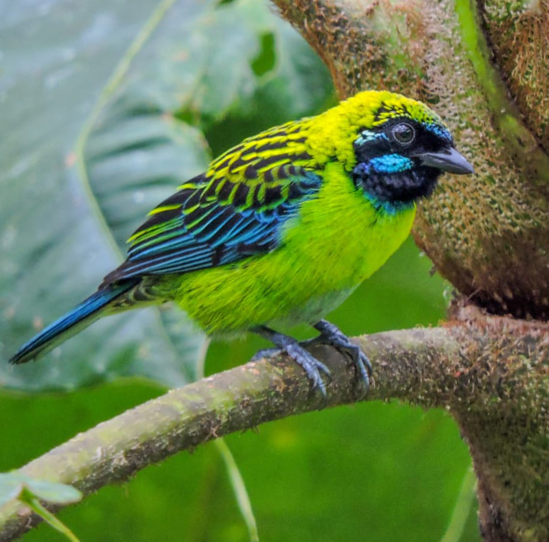 Blue-whiskered Tanager - Tangara johannae