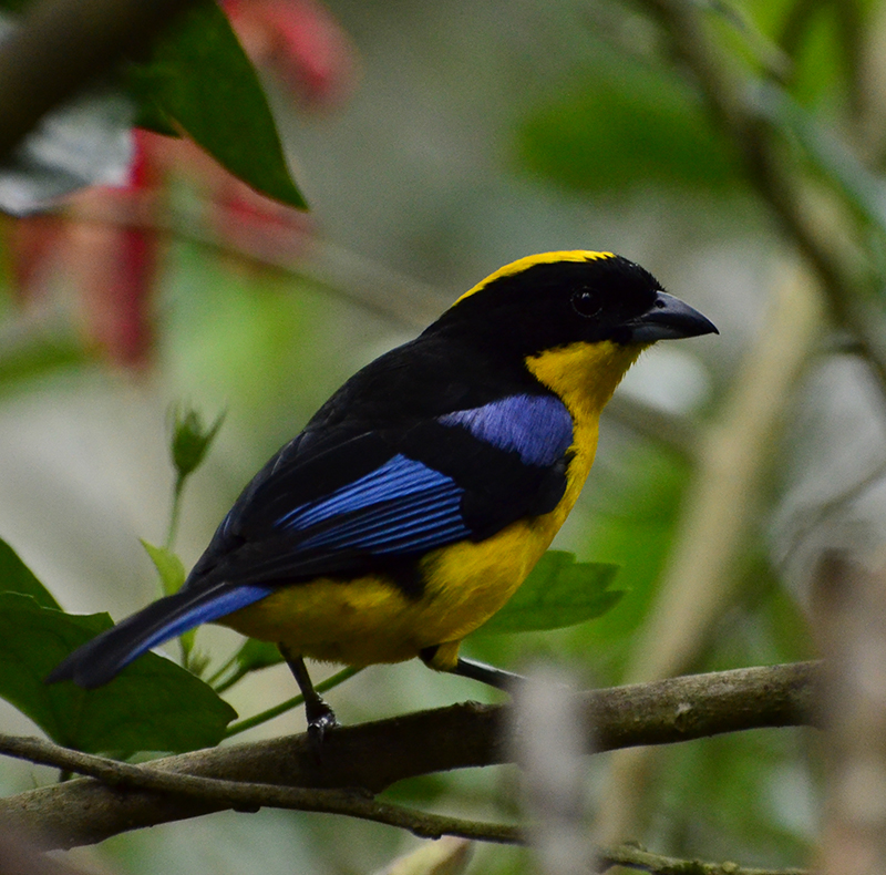 Blue-winged Mountain-Tanager - Anisognathus somptuosus - Birdwatching Colombia