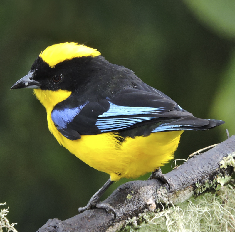 Blue-winged Mountain-Tanager - Rio Blanco