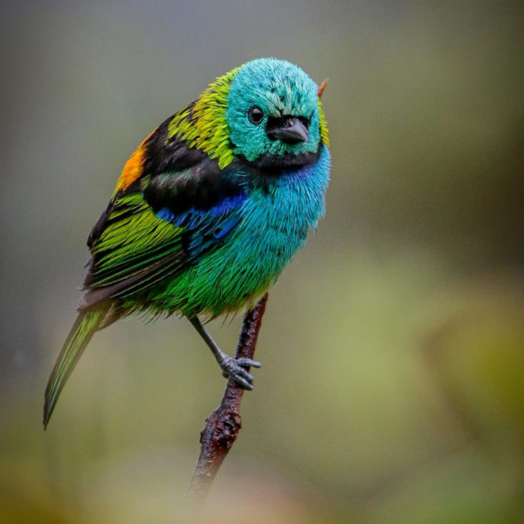 Brazil Biding Tour - Atlantic Forest and Pantanal (1)