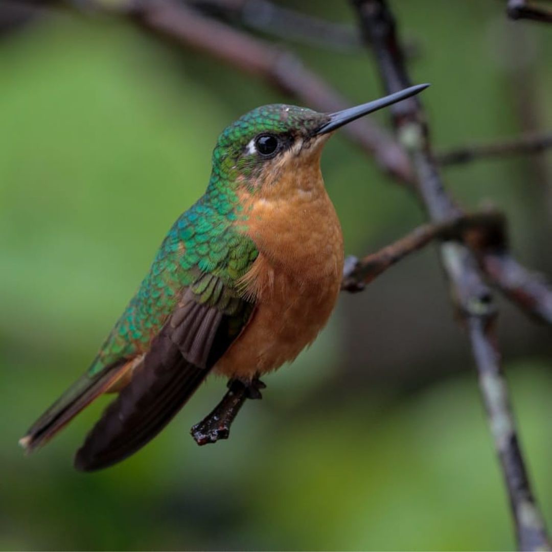 Brazil Biding Tour - Atlantic Forest and Pantanal (10)