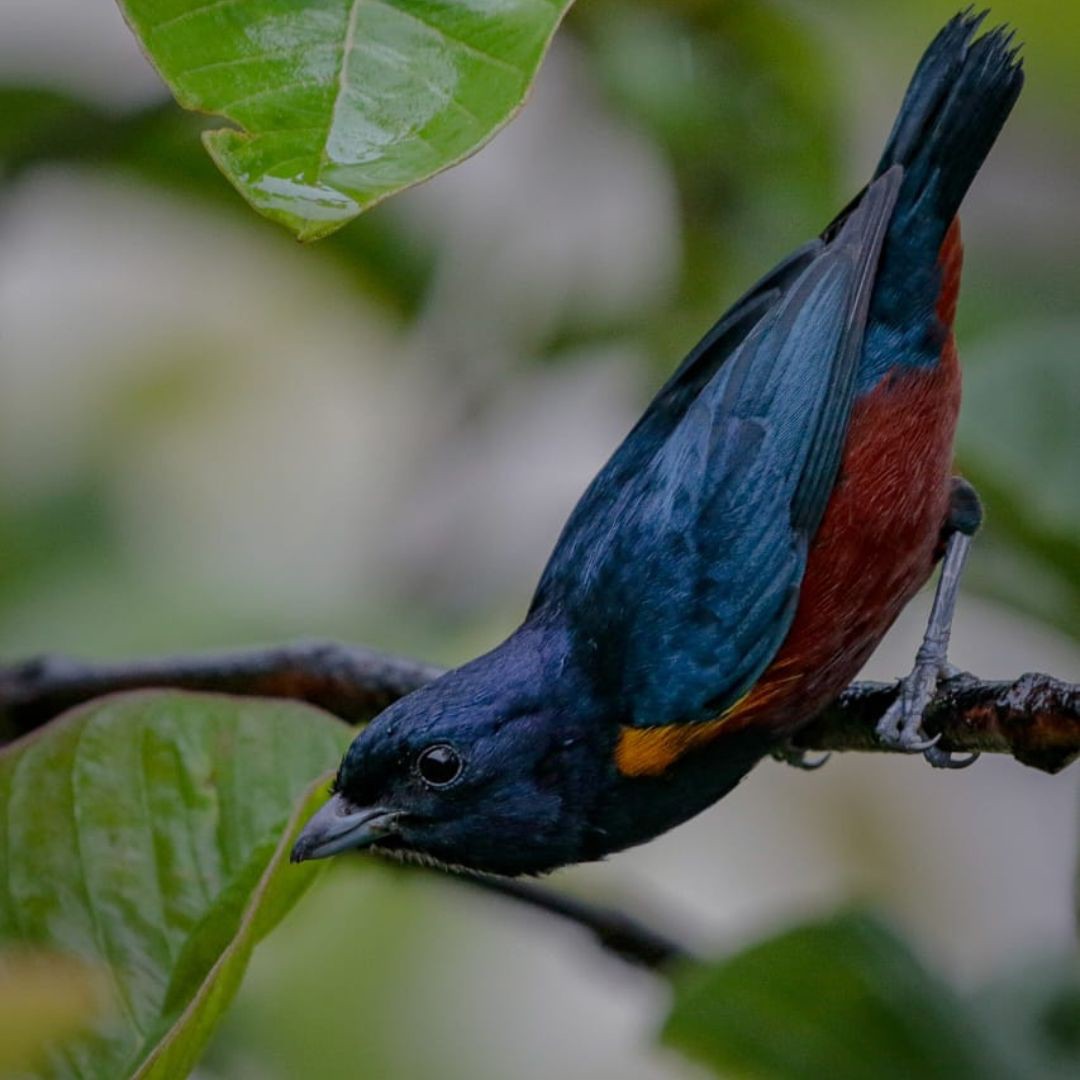 Brazil Biding Tour - Atlantic Forest and Pantanal (11)