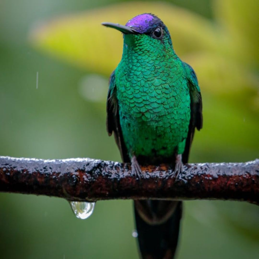 Brazil Biding Tour - Atlantic Forest and Pantanal (13)