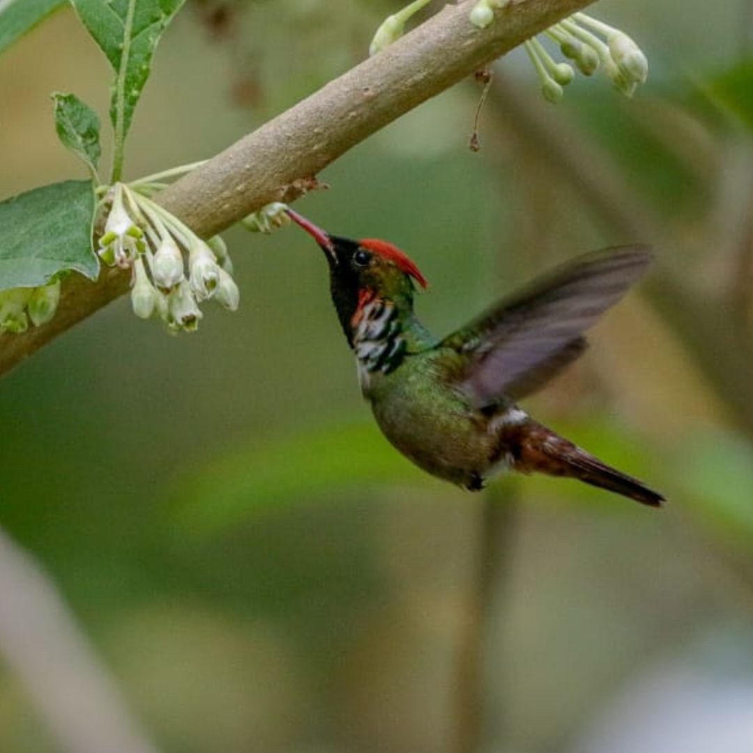 Brazil Biding Tour - Atlantic Forest and Pantanal (14)
