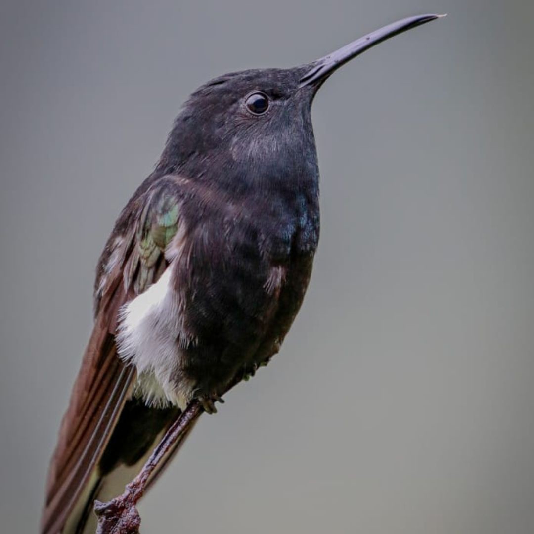 Brazil Biding Tour - Atlantic Forest and Pantanal (15)