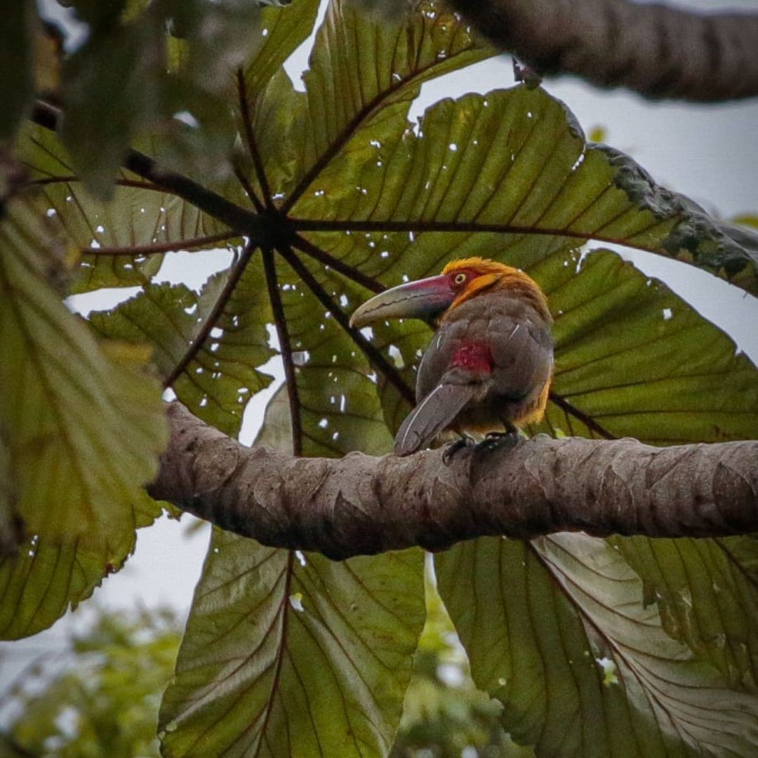 Brazil Biding Tour - Atlantic Forest and Pantanal (3)