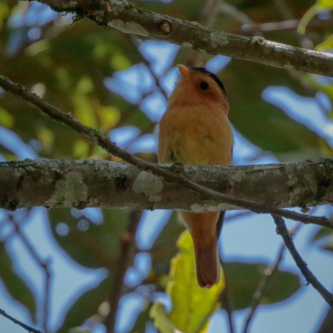 Brazil Biding Tour - Atlantic Forest and Pantanal (4)