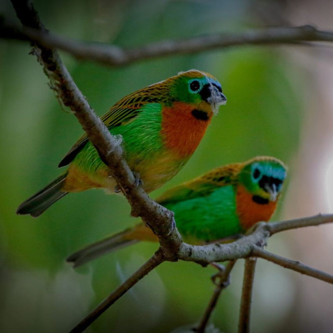 Brazil Biding Tour - Atlantic Forest and Pantanal (5)