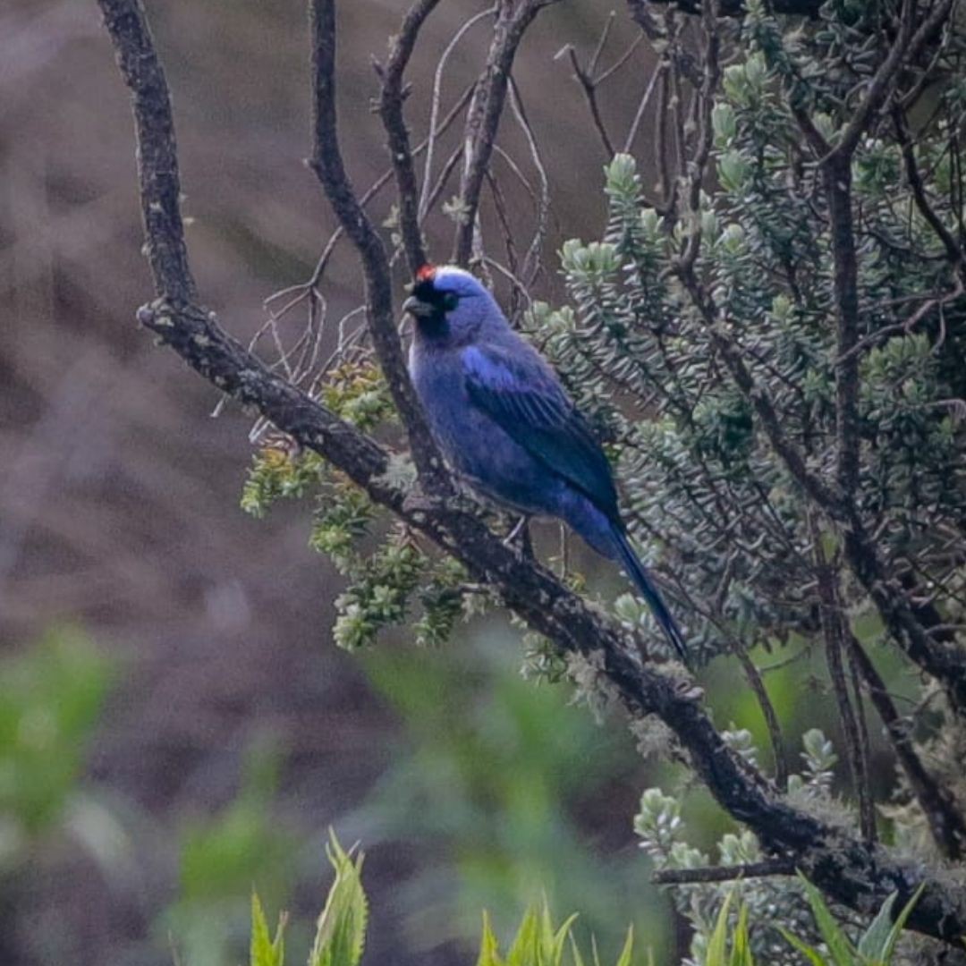 Brazil Biding Tour - Atlantic Forest and Pantanal (6)
