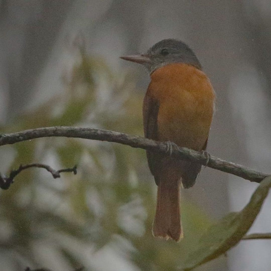Brazil Biding Tour - Atlantic Forest and Pantanal (7)
