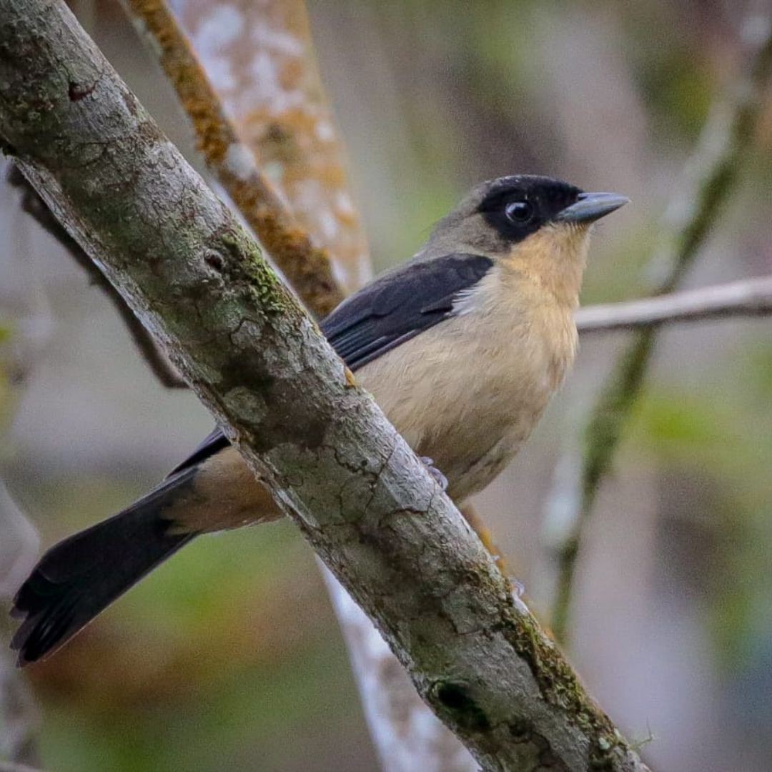 Brazil Biding Tour - Atlantic Forest and Pantanal (8)