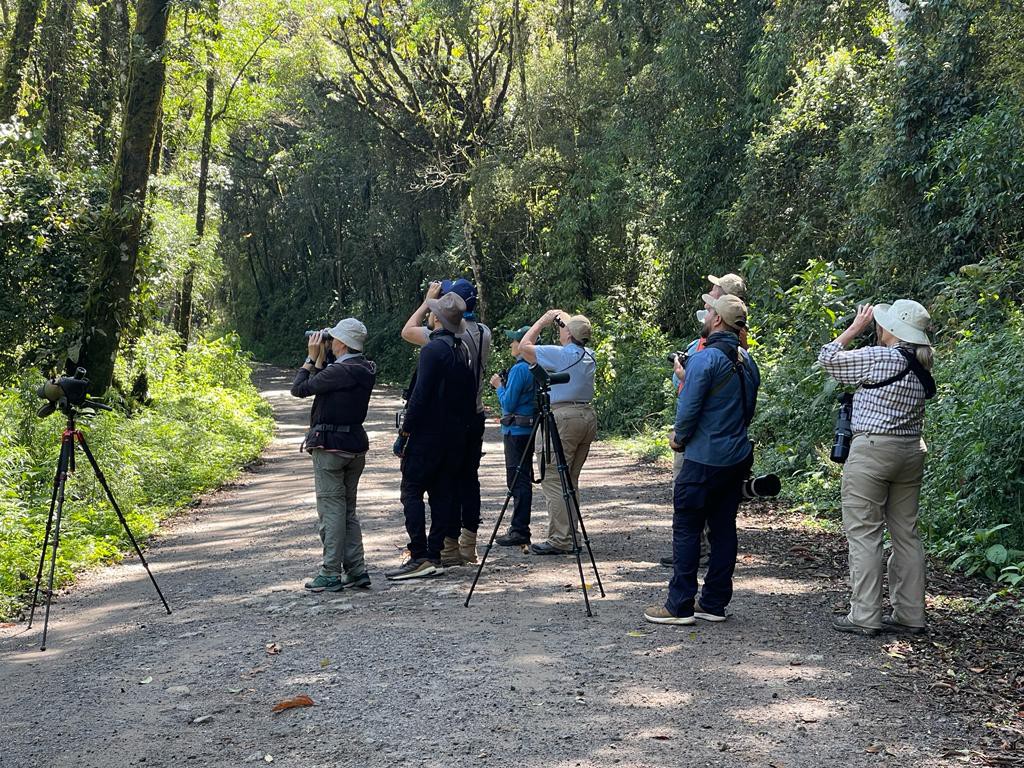 Brazil Birding Tour - Atlantic Forest and Pantanal (78)