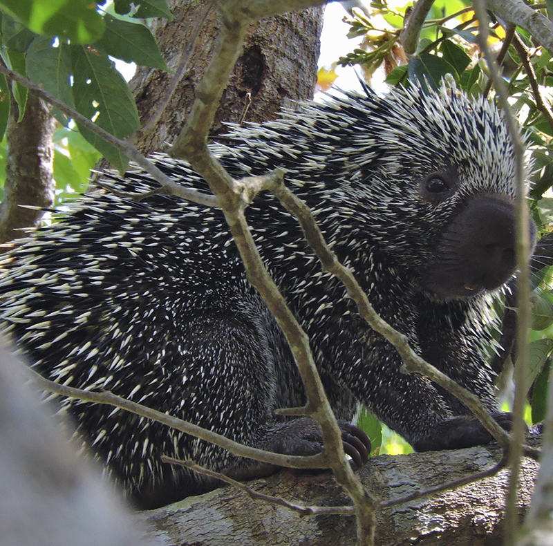 Brazilian porcupine - Coendou prehensilis
