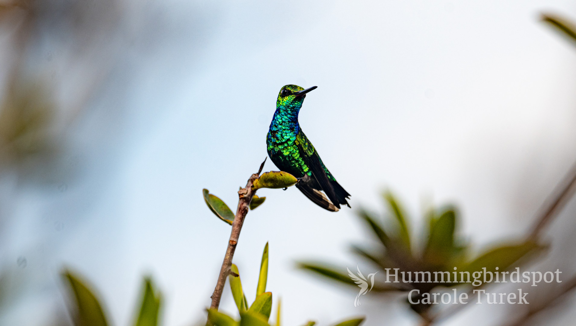 Hummingbird Tours - Expedition Chiribiquete Emerald with Carole Turek