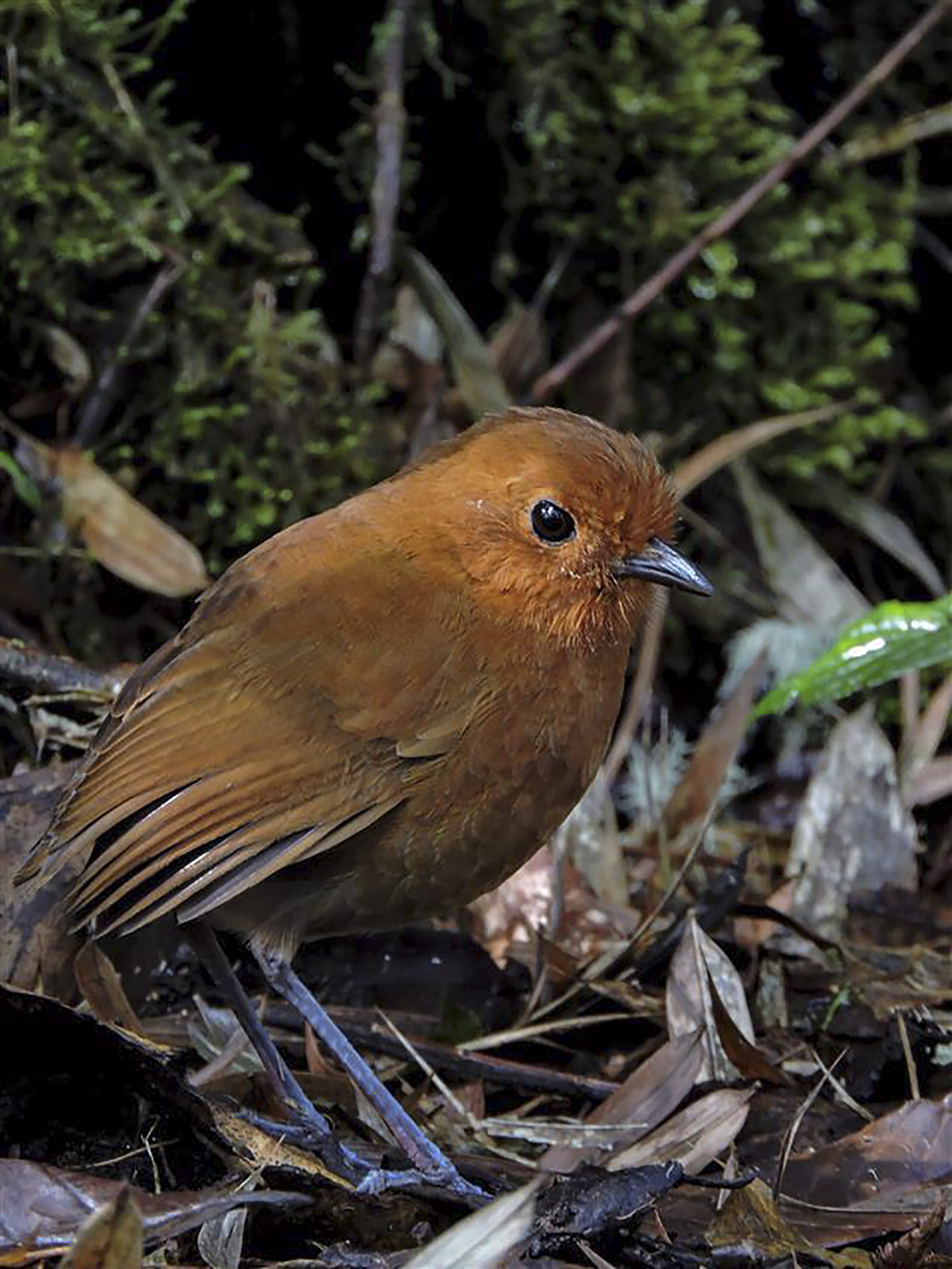 Chamí Antpitta - Grallaria alvarezi - Birding in Colombia