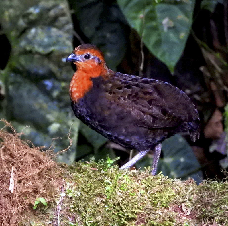 Chestnut Wood-Quail - Odontophorus hyperythrus - Birdwatching Colombia