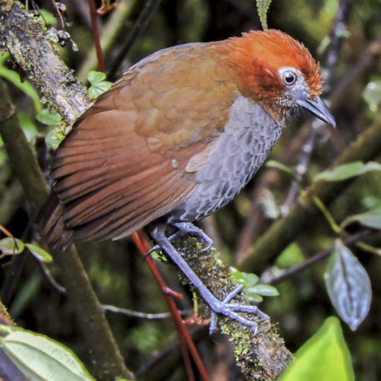 Chestnut-naped Antpitta