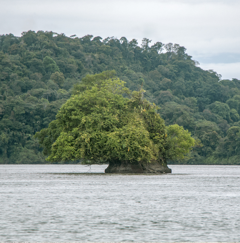 Colombia Pacific Coast - Birding in Colombia