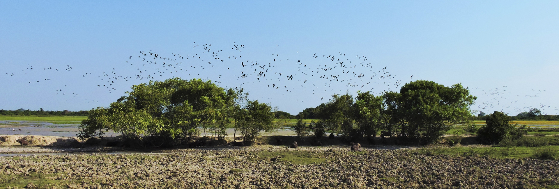Colombian Llanos Birdwatching
