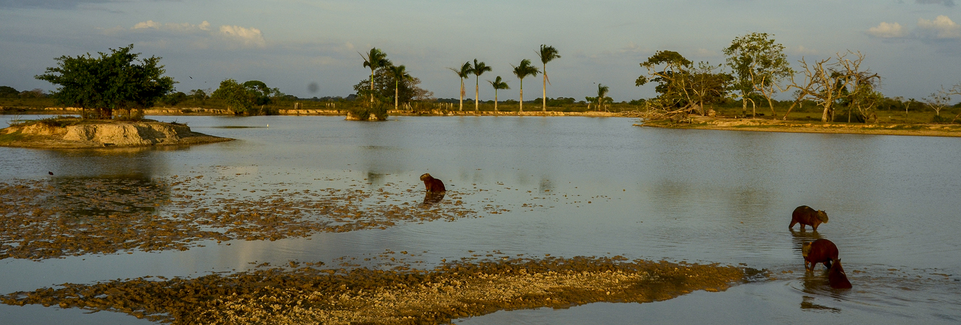Colombian Llanos Birdwatching