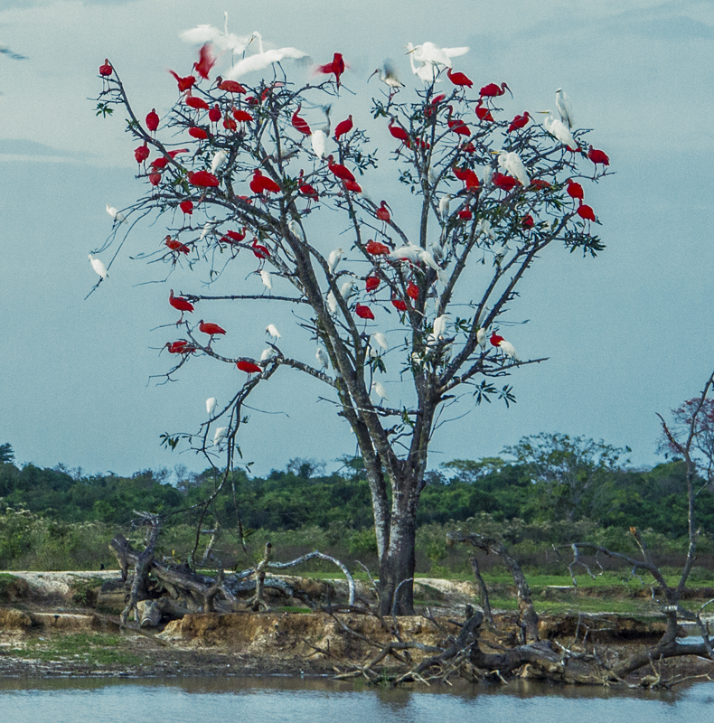 Birding and nature tours in colombia - Colombian llanos