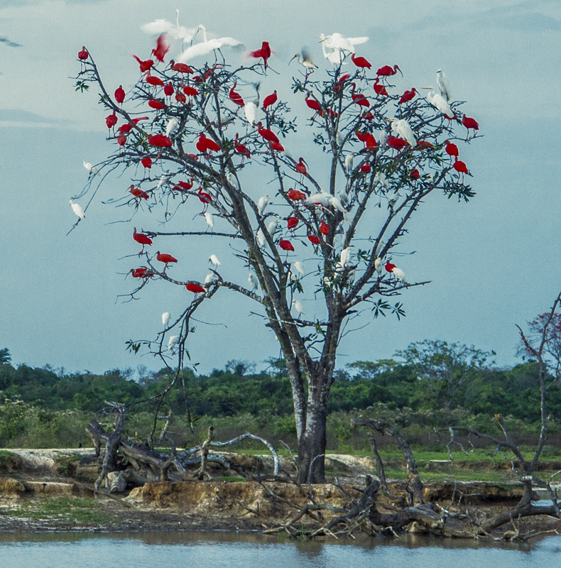 Birding and nature tours in colombia - Colombian llanos