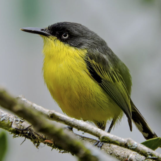 Common Tody Flycatcher