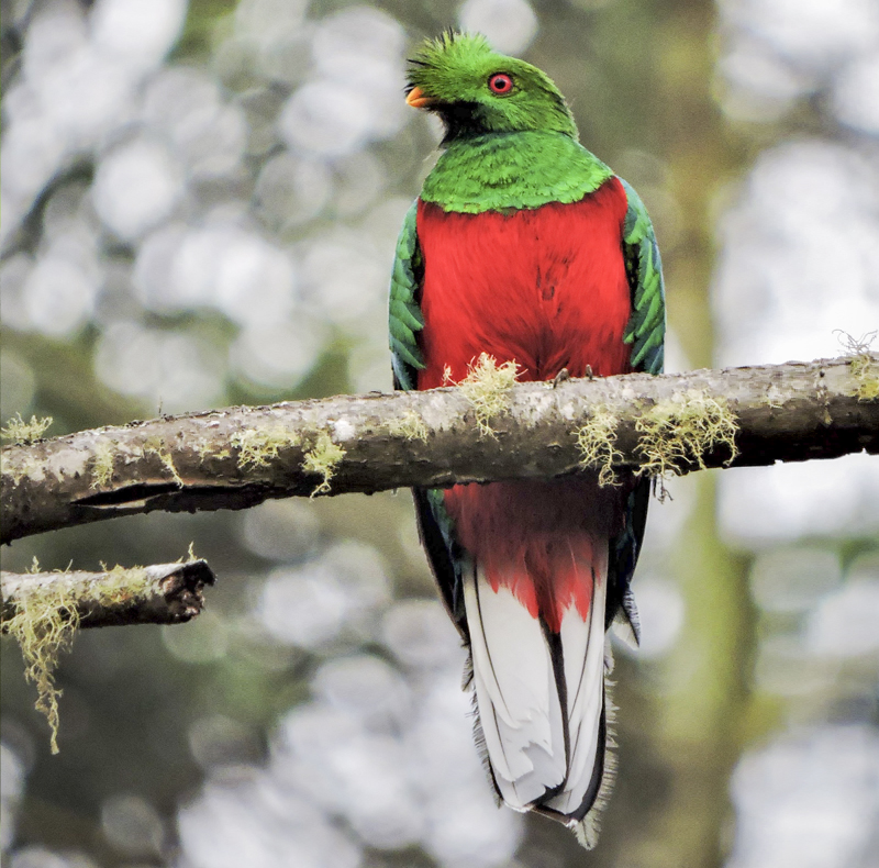 Crested Quetzal - Pharomachrus antisianus - nature reserve