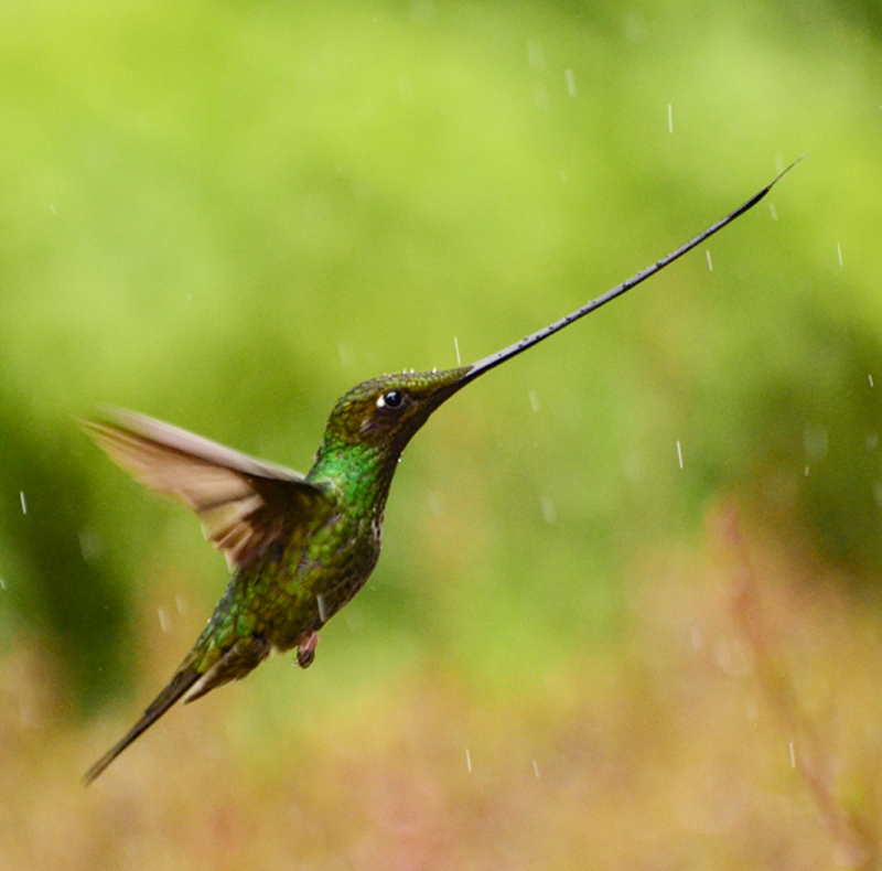 Cundinamarca - hummingbird observatory
