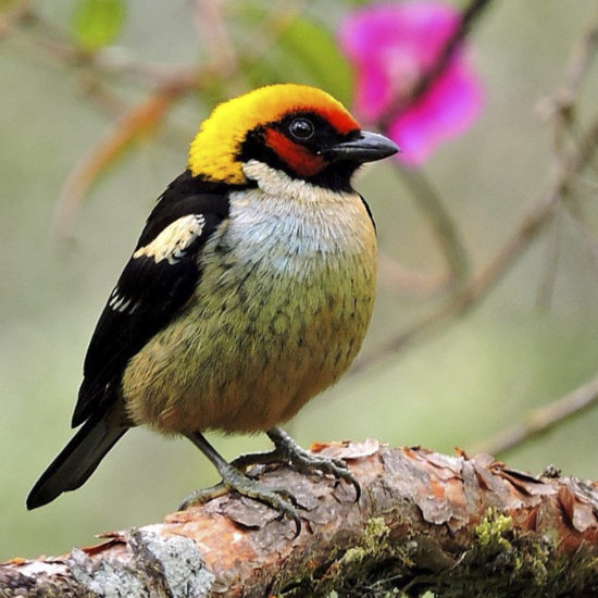 Flame-faced Tanager