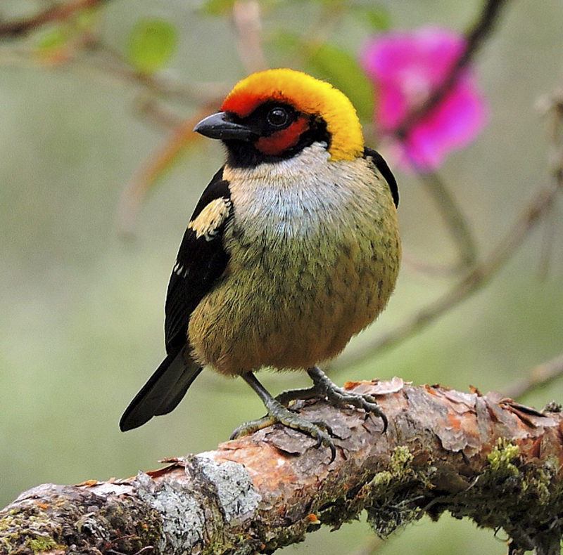 Flame-faced Tanager - Tangara parzudakii