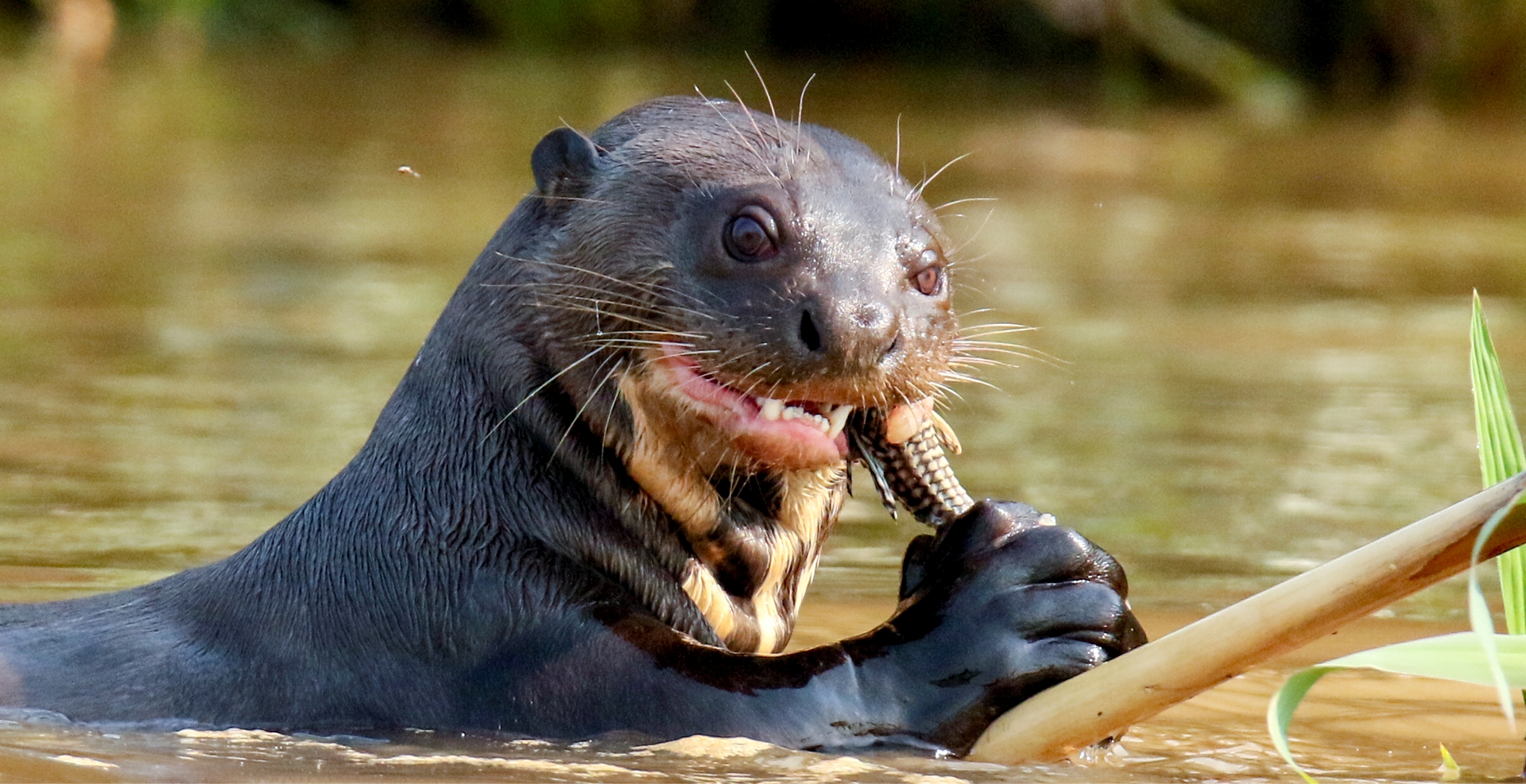 Giant Otter - Pteronura brasiliensis - Mammals of Colombia