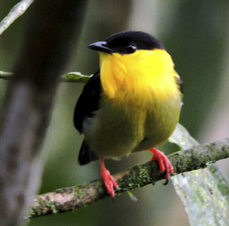 Golden-collared Manakin - Manacus vitellinus