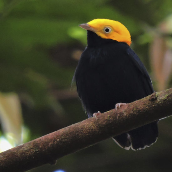 Golden-headed Manakin - Ceratopipra erythrocephala