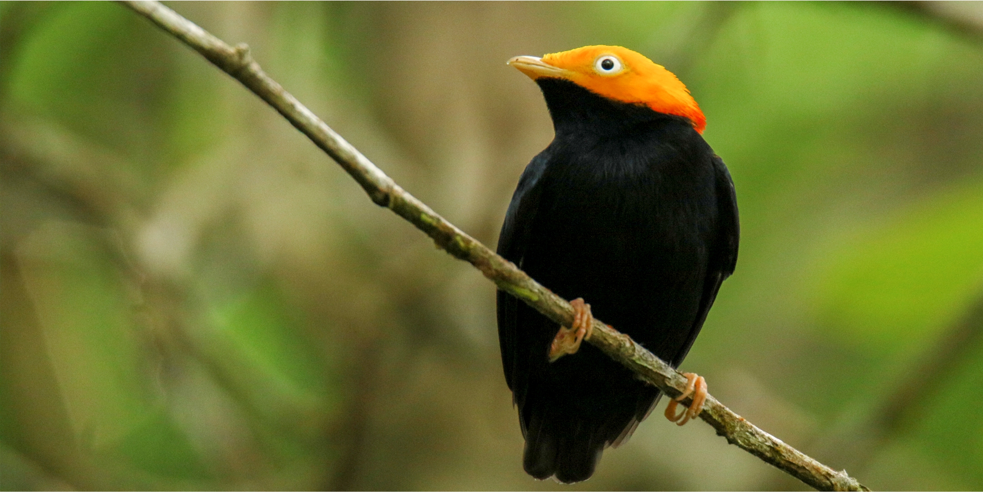 Golden-headed Manakin - Ceratopipra erythrocephala - Birding in Colombia