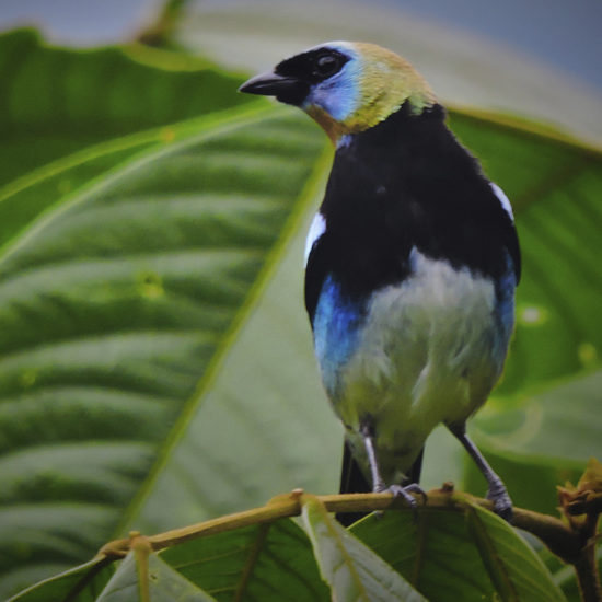 Golden-hooded Tanager - Tangara larvata