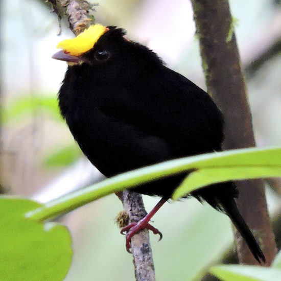 Golden-winged Manakin - Masius chrysopterus