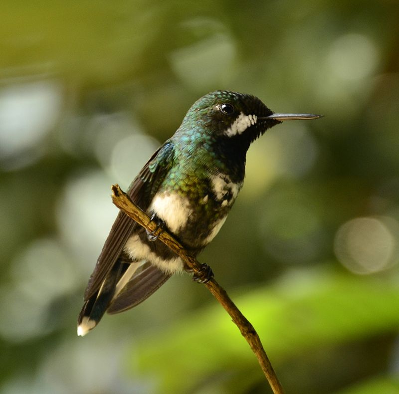 Green Thorntail - Discosura conversii - Birdwatching Colombia