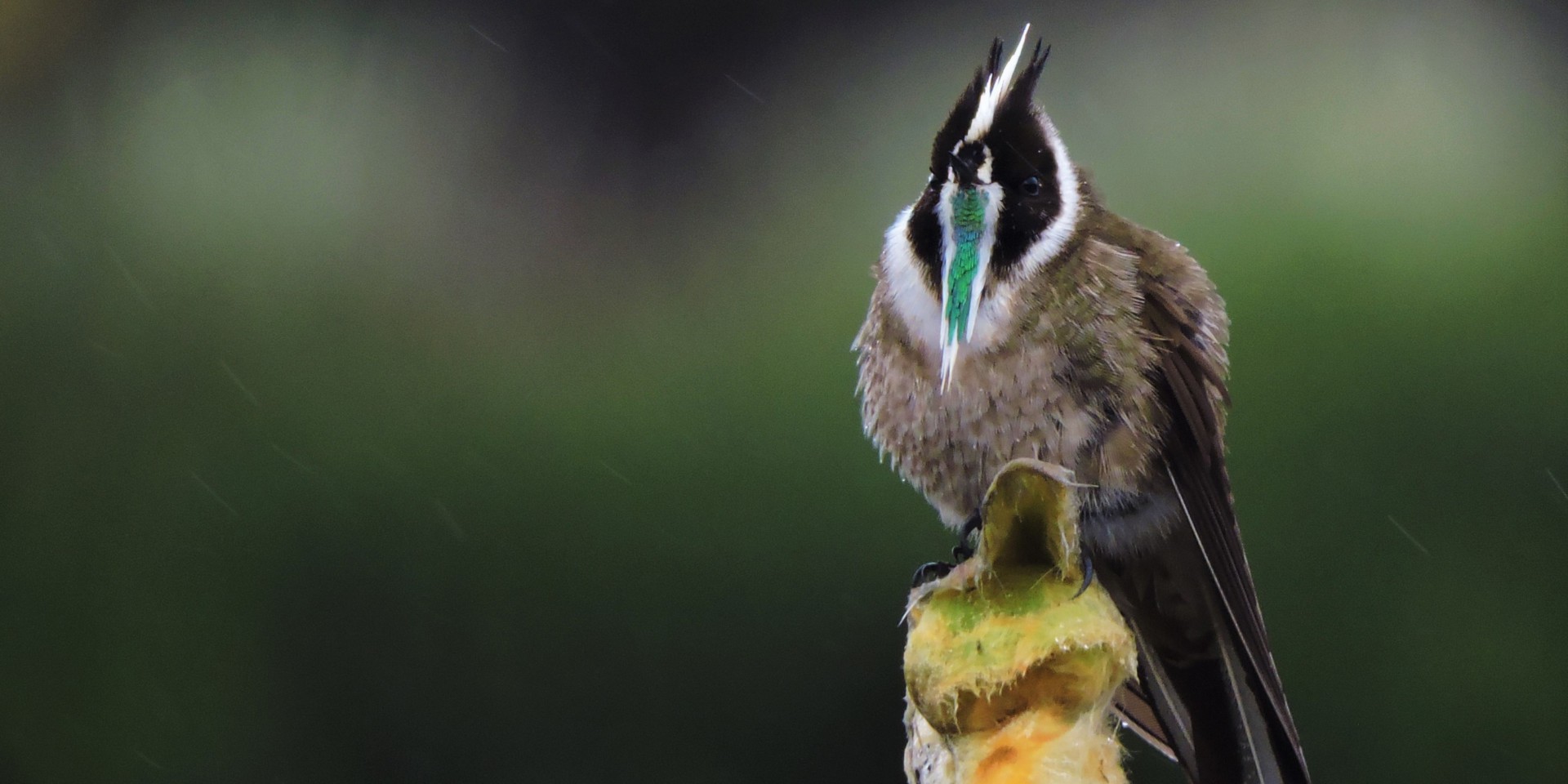 Green-bearded Helmetcrest - Birds of Colombia