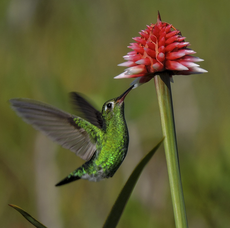 Green-tailed Goldenthroat