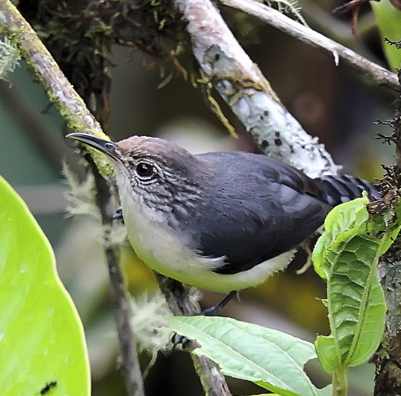 Grey-mantlet Wren