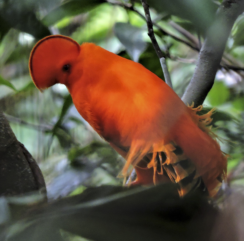 Guianan Cock of the Rock - Rupicola rupicola